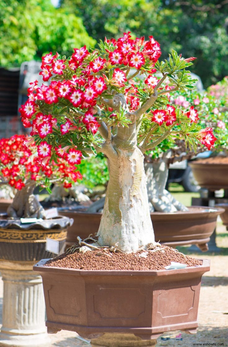 Árboles bonsái rosados:43 opciones coloridas para la variedad del paisaje