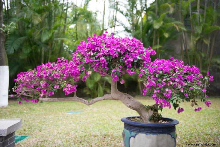 Árboles bonsái rosados:43 opciones coloridas para la variedad del paisaje