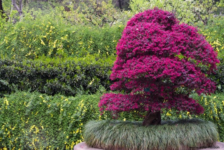 Árboles bonsái rosados:43 opciones coloridas para la variedad del paisaje