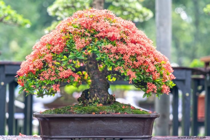 Árboles bonsái rosados:43 opciones coloridas para la variedad del paisaje