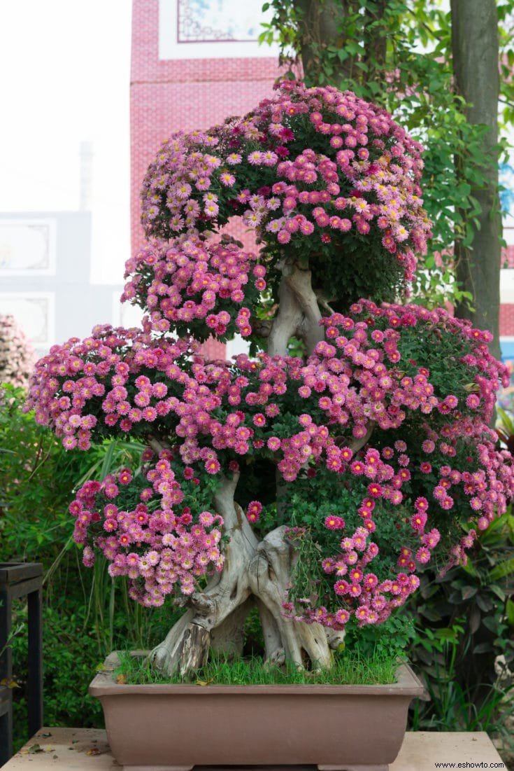 Árboles bonsái rosados:43 opciones coloridas para la variedad del paisaje
