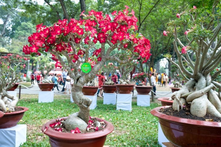 Árboles bonsái rosados:43 opciones coloridas para la variedad del paisaje