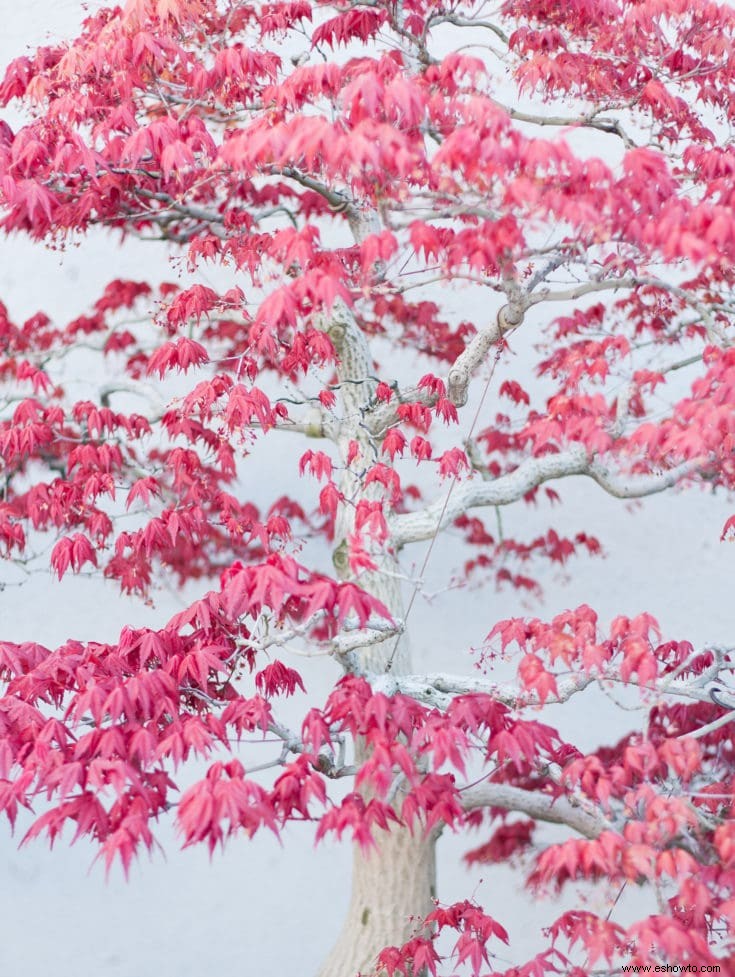 Árboles bonsái rosados:43 opciones coloridas para la variedad del paisaje