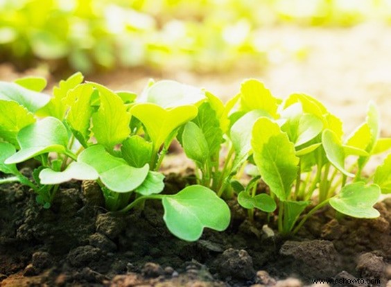 Cultive mejores plantas con los beneficios de las sales de Epsom