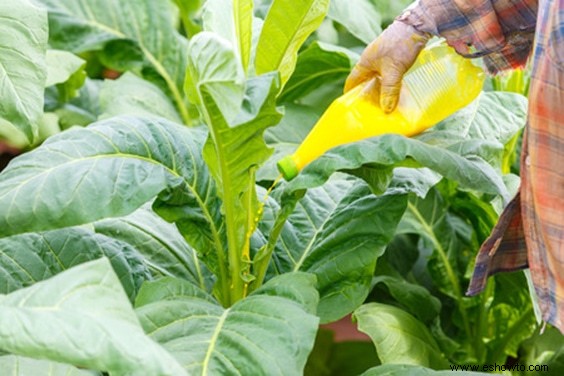 Cultive mejores plantas con los beneficios de las sales de Epsom