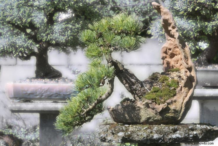 8 de los bonsáis más geniales del mundo