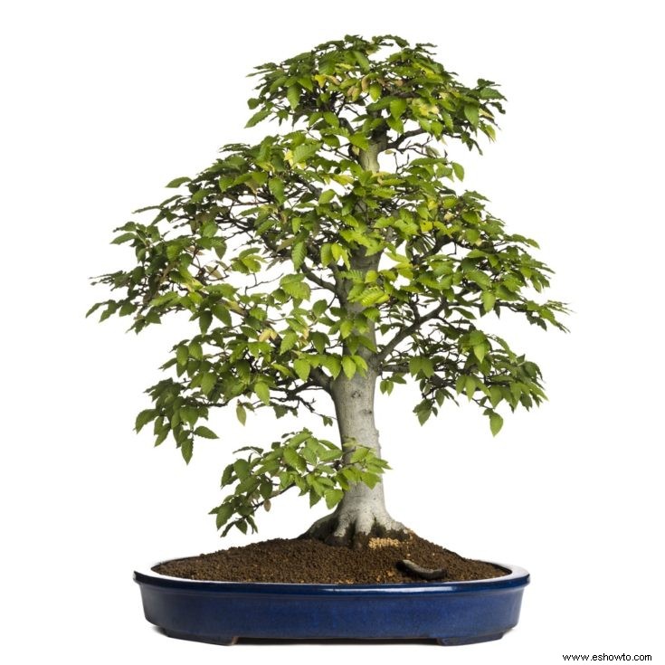 8 de los bonsáis más geniales del mundo