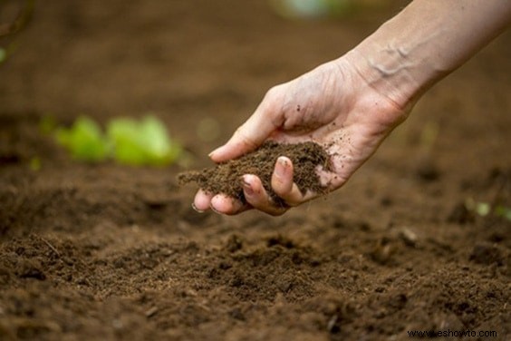 Ahorre dinero en plantas:de la A a la Z