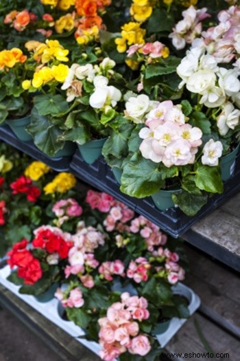 Ahorre dinero en plantas:de la A a la Z