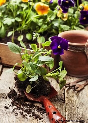 Ahorre dinero en plantas:de la A a la Z