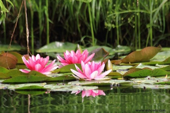 Ahorre dinero en plantas:de la A a la Z