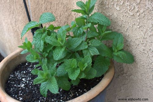 Cómo cultivar menta en casa