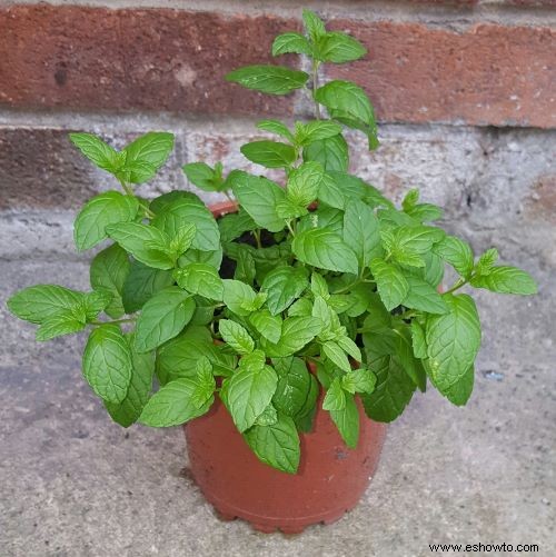 Cómo cultivar menta en casa