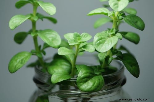 Cómo cultivar menta en casa