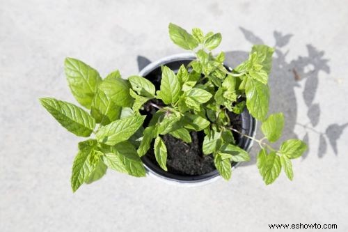 Cómo cultivar menta en casa