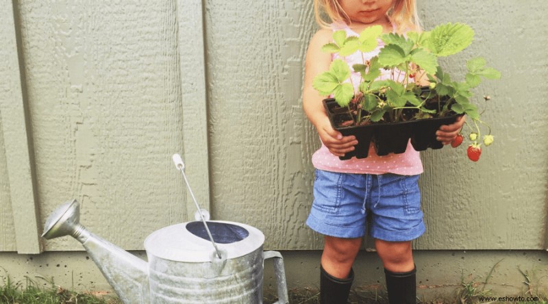 Cómo cultivar y cosechar fresas:la guía definitiva para la jardinería en el hogar