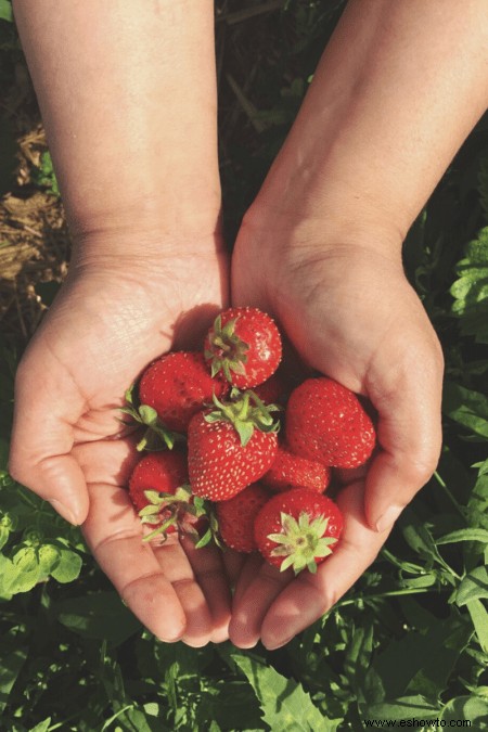 Cómo cultivar y cosechar fresas:la guía definitiva para la jardinería en el hogar