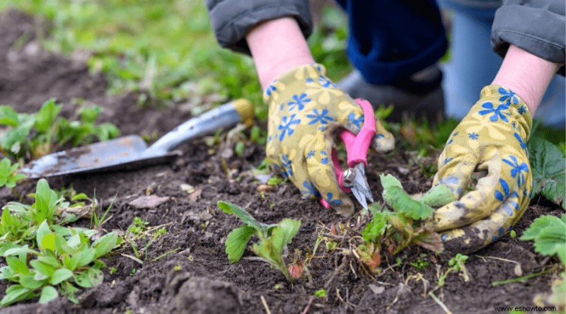 Cómo cultivar y cosechar fresas:la guía definitiva para la jardinería en el hogar