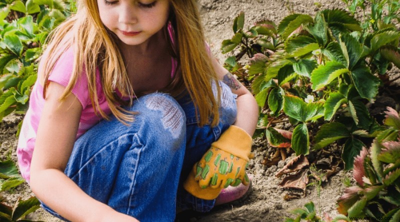 Cómo cultivar y cosechar fresas:la guía definitiva para la jardinería en el hogar