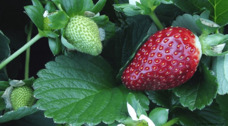 Cómo cultivar y cosechar fresas:la guía definitiva para la jardinería en el hogar