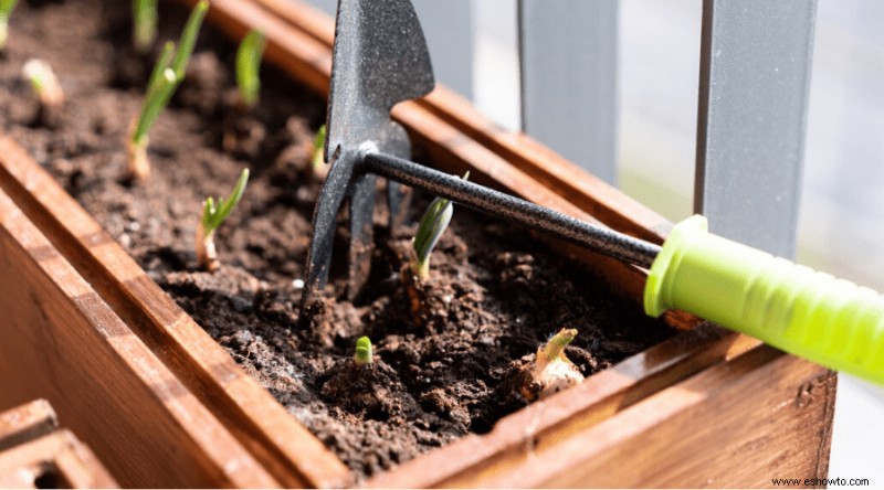 Cómo cultivar cebollas:la guía completa para productores de traspatio