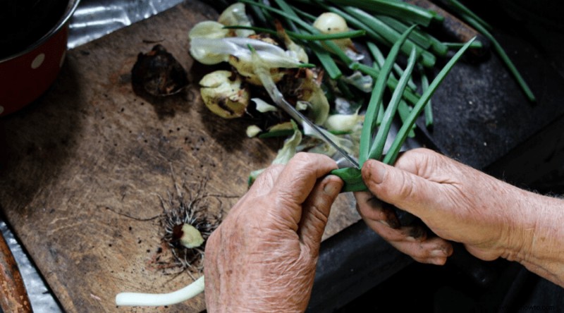 Cómo cultivar cebollas:la guía completa para productores de traspatio