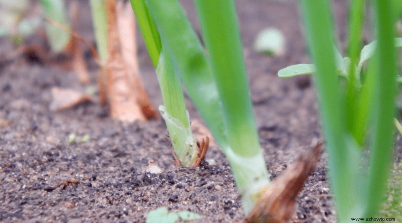 Cómo cultivar cebollas:la guía completa para productores de traspatio