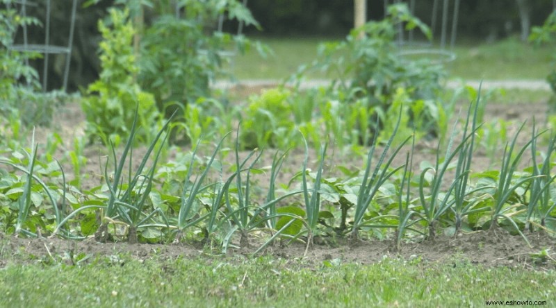 Cómo cultivar cebollas:la guía completa para productores de traspatio