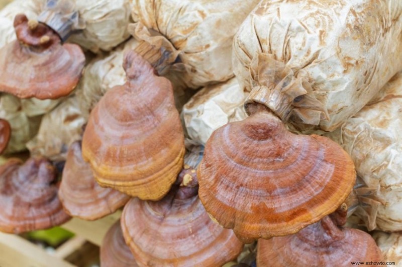 Cómo cultivar hongos en casa:una guía para jardineros domésticos