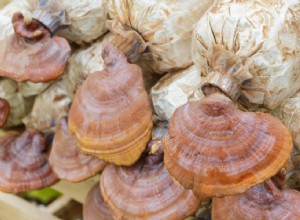 Guía Completa para Cultivar Hongos en Casa: Pasos Fáciles para Principiantes