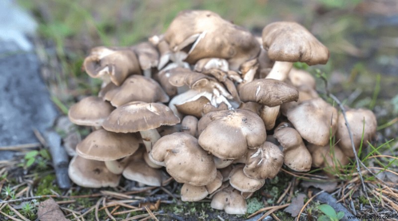 Cómo cultivar hongos en casa:una guía para jardineros domésticos