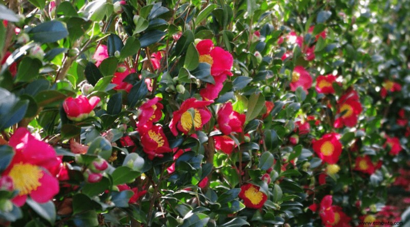 Árboles de camelia de Sasanqua:la guía definitiva para el jardinero de jardín