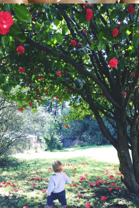 Árboles de camelia de Sasanqua:la guía definitiva para el jardinero de jardín