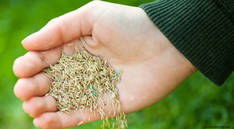 ¿Qué es Grass Seed? Una guía completa para sembrar césped