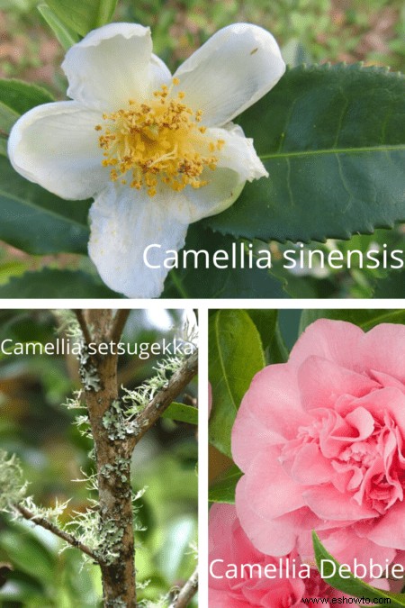 Variedades de camelia:17 plantas de camelia diferentes para cultivar en casa