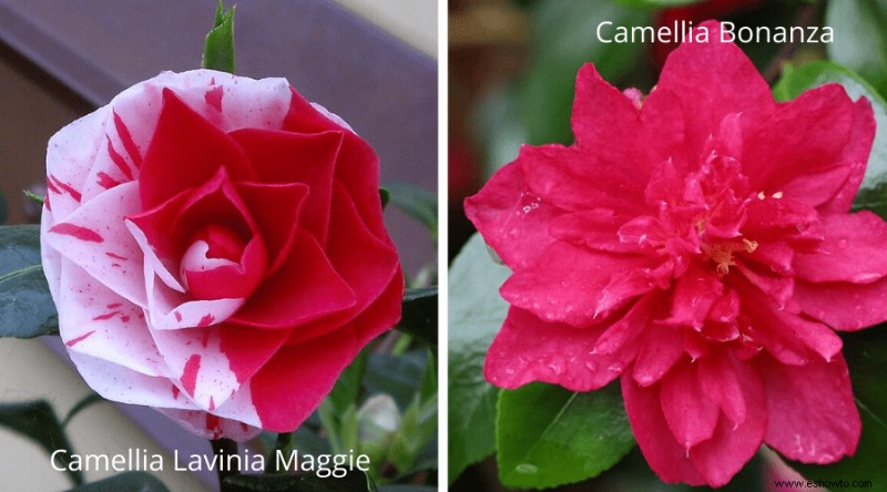 Variedades de camelia:17 plantas de camelia diferentes para cultivar en casa