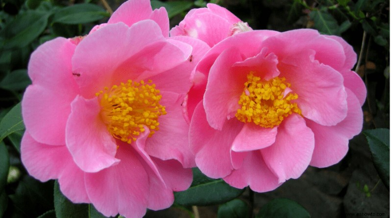 Variedades de camelia:17 plantas de camelia diferentes para cultivar en casa