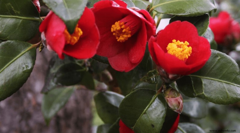 Variedades de camelia:17 plantas de camelia diferentes para cultivar en casa