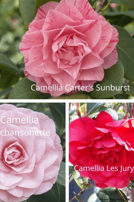 Variedades de camelia:17 plantas de camelia diferentes para cultivar en casa