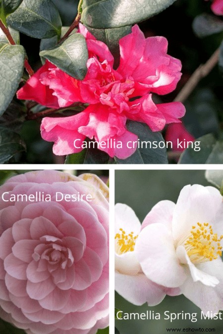 Variedades de camelia:17 plantas de camelia diferentes para cultivar en casa