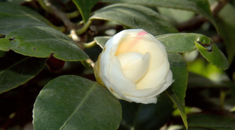 Variedades de camelia:17 plantas de camelia diferentes para cultivar en casa