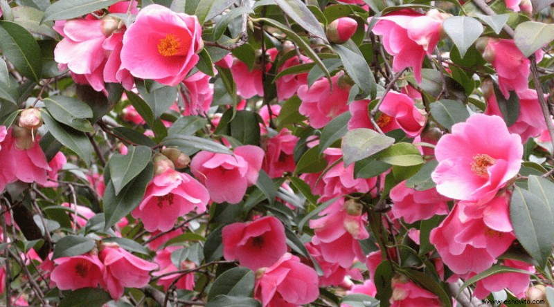 Variedades de camelia:17 plantas de camelia diferentes para cultivar en casa