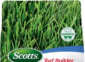 Guía Experta: Cómo Elegir la Semilla de Césped Perfecta para Tu Jardín