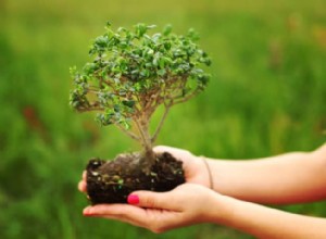 Guía Completa de Bonsáis de Árbol de Lluvia Brasileño: Origen, Cuidados y Estilos