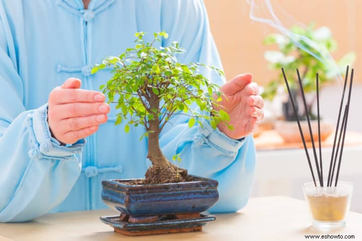 Bonsáis de árboles de lluvia brasileños:todo lo que necesitas saber