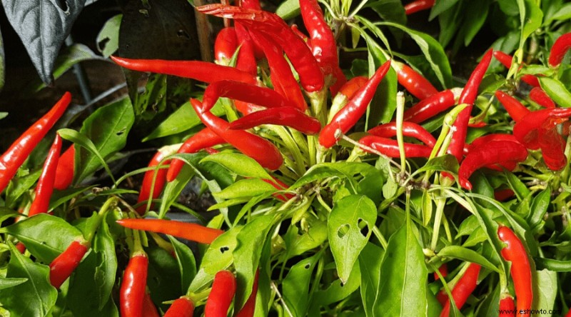 Cómo cultivar chiles:la guía completa de chiles
