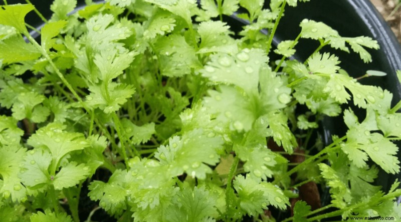 Cómo cultivar cilantro:las semillas satisfactorias del cilantro