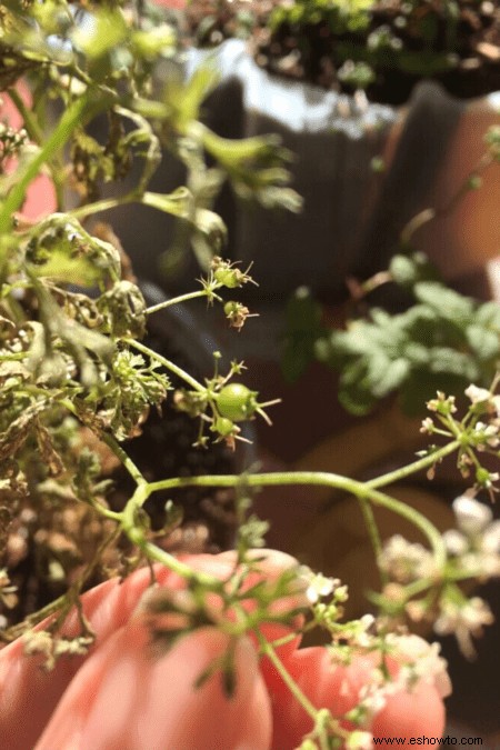 Cómo cultivar cilantro:las semillas satisfactorias del cilantro