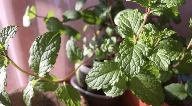 Cómo cultivar menta a partir de semillas:cultivo de menta en interiores y en macetas