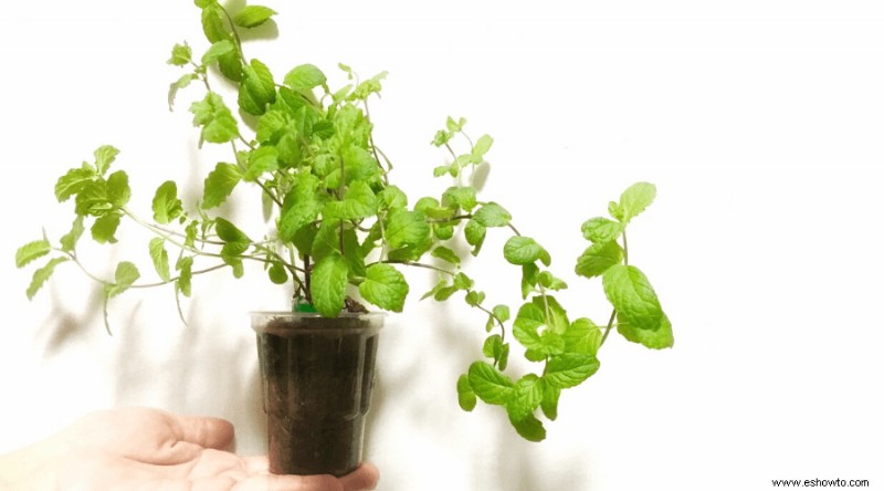 Cómo cultivar menta a partir de semillas:cultivo de menta en interiores y en macetas